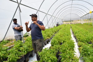 Photo of Basil Williams in hydroponic tunnel