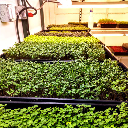 Micro greens growing in green house