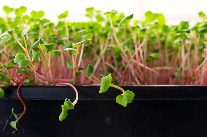 Microgreens