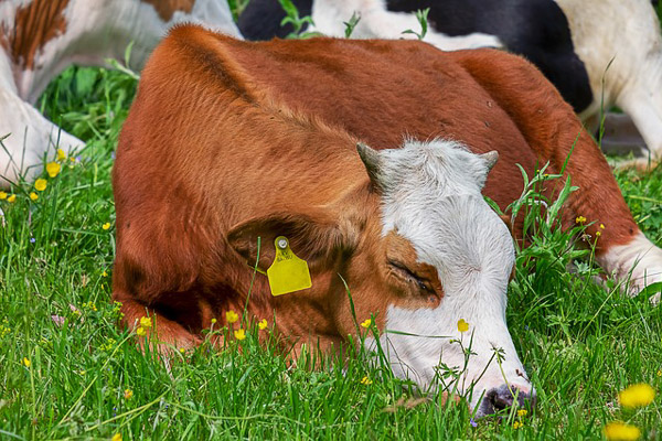 Photo of a cow laying in grass