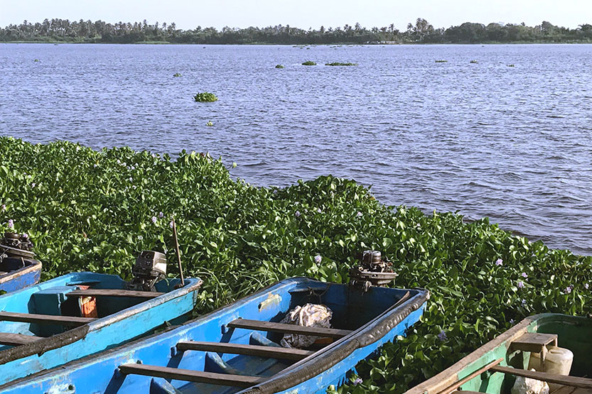 Badagry Water Hyacinth