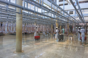 Photo of livestock hanging in a butchering facility