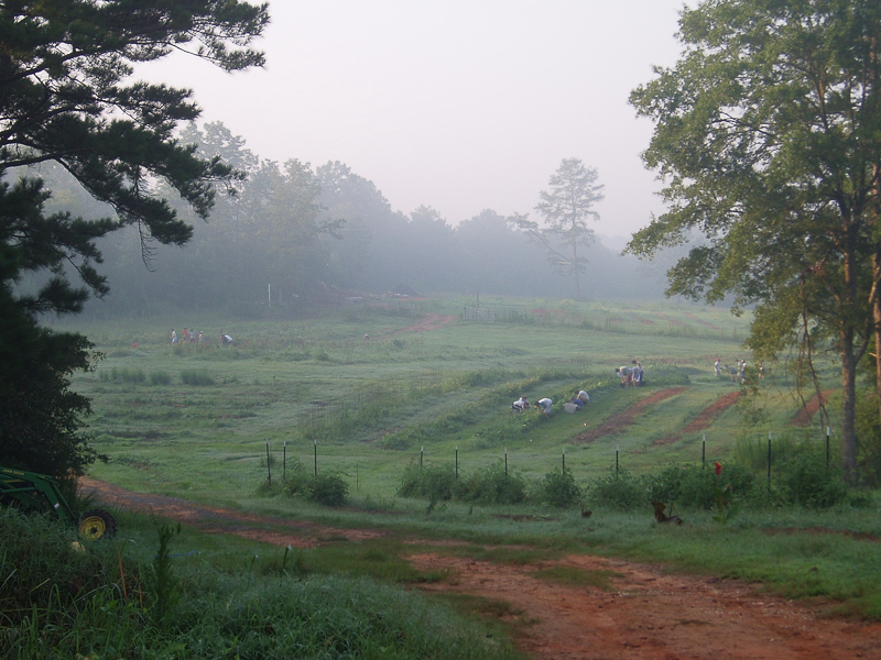 Foggy farmland at dawn