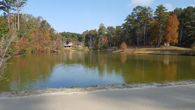 Lake surrounded by green trees