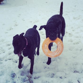 Two black dogs playing in the snow