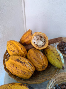 Cacao plant