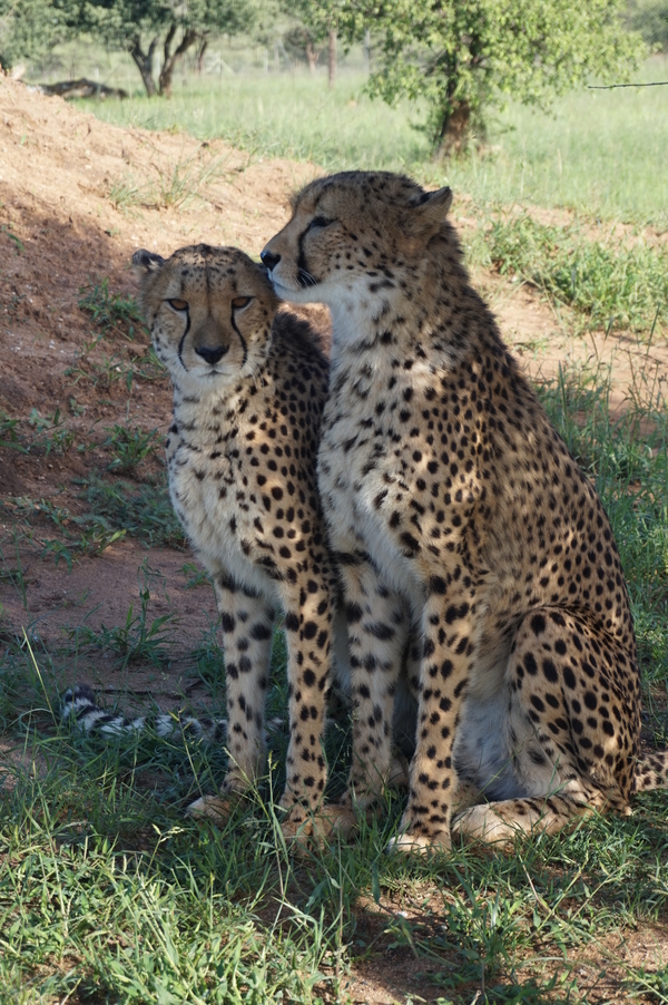 A pair of cheetahs in the wild