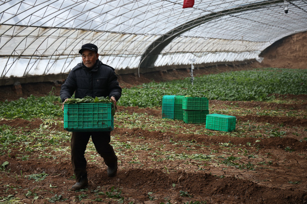 A farmer carrying green baskets in a greehouse