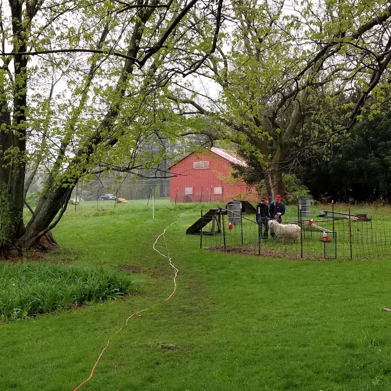 Red farmhouse on a green pasture with trees and a small goat enclosure