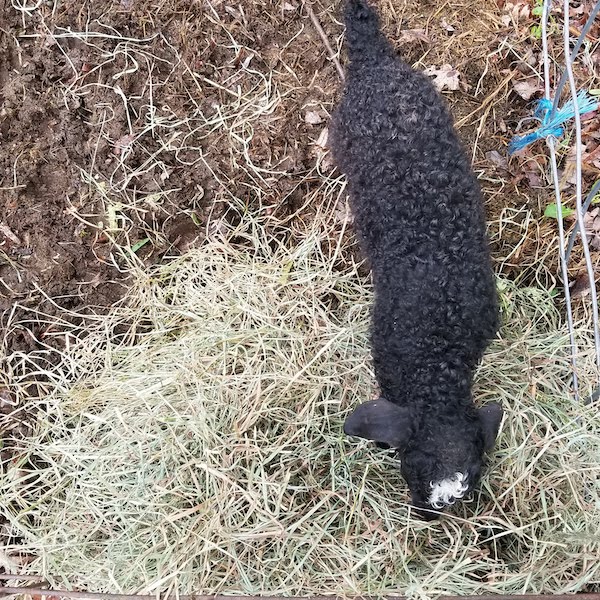 Small black sheep eats hay outside