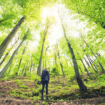 person standing in the woods looking up