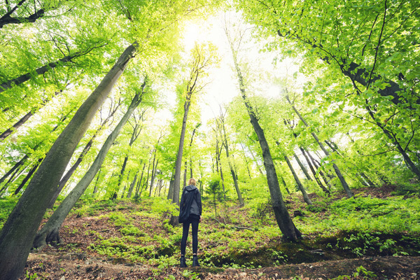 person standing in the woods looking up