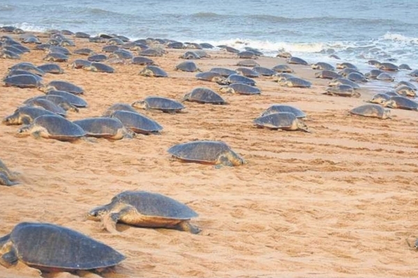 Turtles on the beach