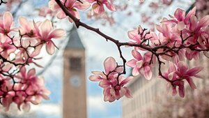 Cherry blossoms in front of McGraw Tower Zoom background