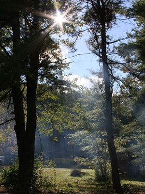 Photo of trees with the morning light shining through