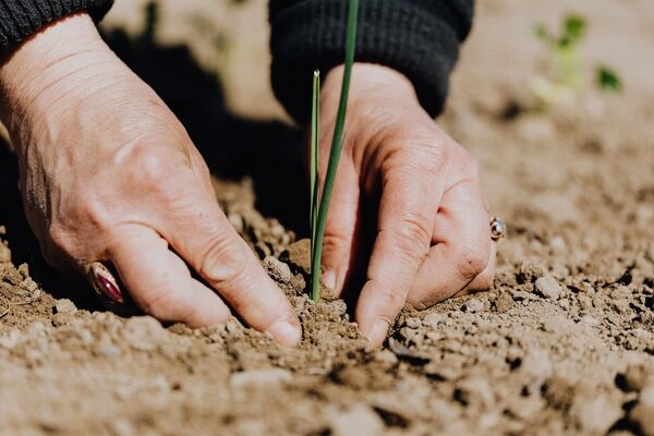 Weathered hands planting green shoot