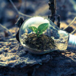 image of a seedling growing in dirt inside a light bulb