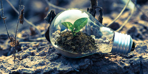 image of a seedling growing in dirt inside a light bulb