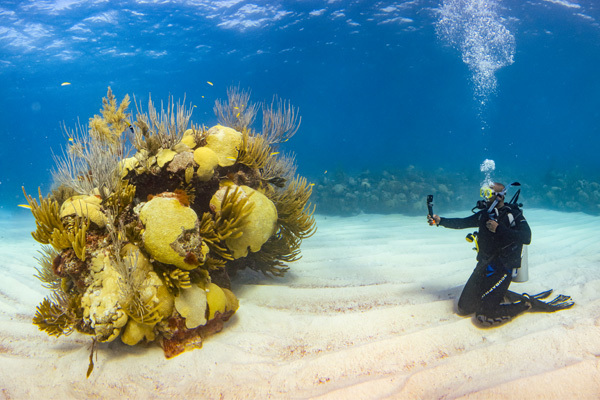 a diver underwater next to a large coral reef