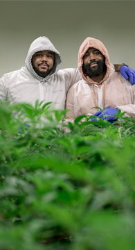 Swain and Scott smile as they look over their cannabis crop