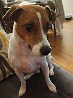 photo of a small dog, sitting.