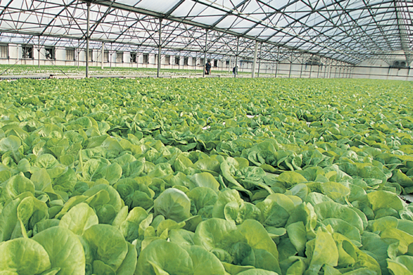 FarmNet_crop