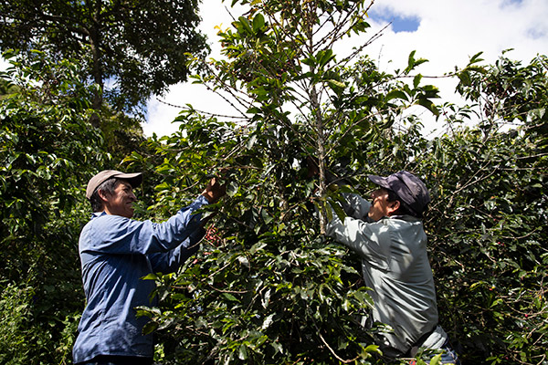Two men on either side of a tall, lush coffee bush, in a field of coffee bushes, picking beans. 