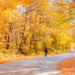 a road lined with trees clothed in bright yellow and orange leaves in the sunshine, with a solitary bicyclist riding down the road.
