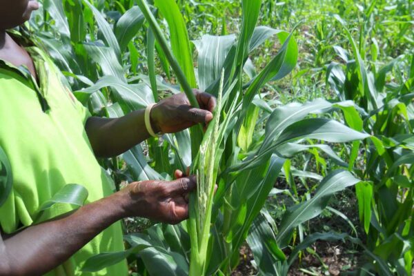 A person holding a stalk of corn
