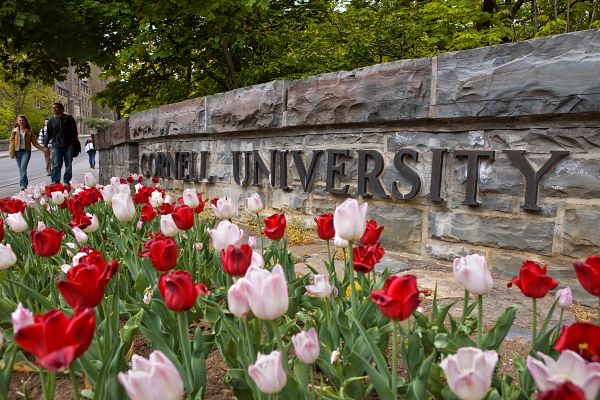 Tulips in front of a stone wall with a Cornell University sign.