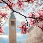 Photo of Cornell's clock tower frames by pick blossoms in the foreground.