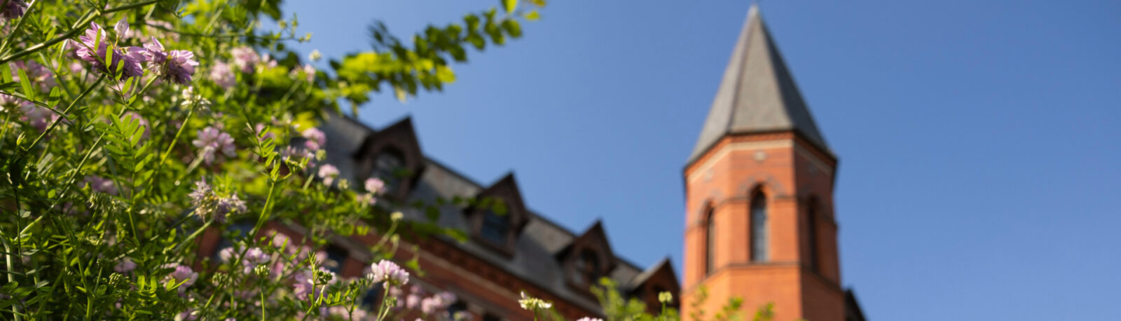 Sage hall tower in the distance with purple flowers in the foreground.