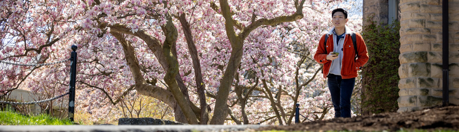 Student walking outside with a flowering tree in the background.