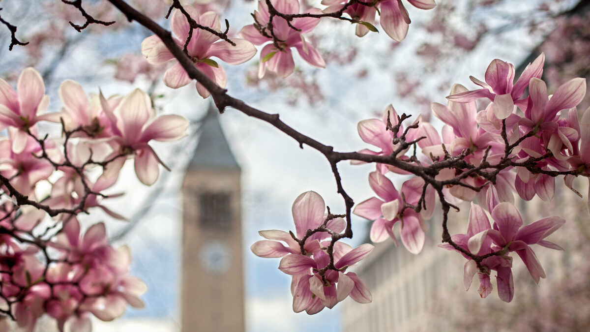 Magnolia trees in bloom near McGraw Tower in spring.