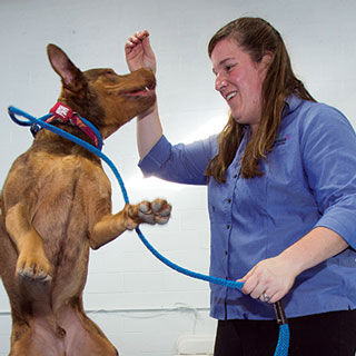 Startup Snapshots: Fun and games at doggy daycare