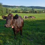 Photo of dairy cows in a pasture