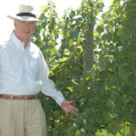 A man in a light beige fedora hat standing in the sun next to grapevines loaded with bunches of grapes.