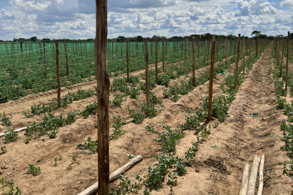 Image of blueberry plants in a field.