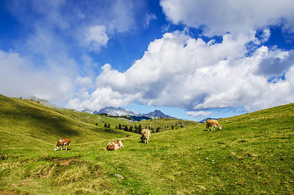 Four cows grazing in the grass