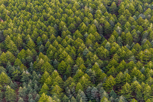 Mass of trees in the forest