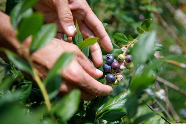 Two hands examine fresh berries in a bush