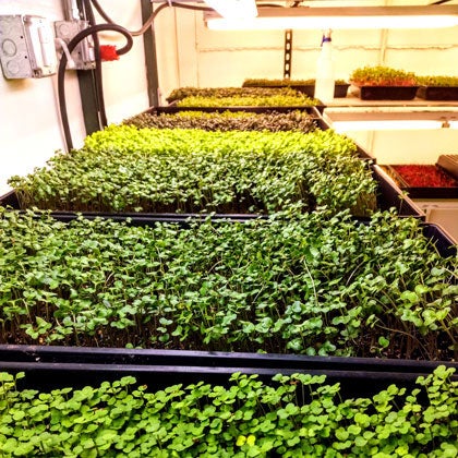 Microgreens in indoor plant