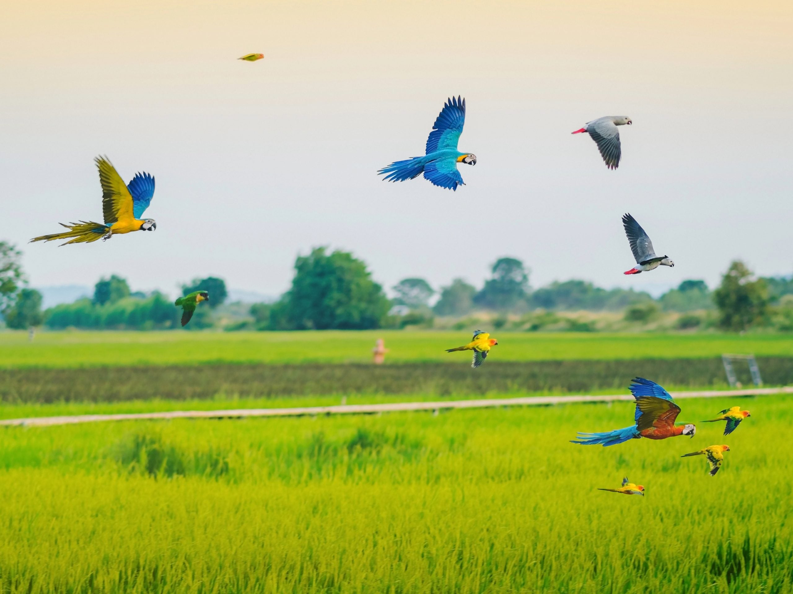 Colorful macaw parrots practice flying in the fields.