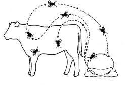 Larvae Co. logo